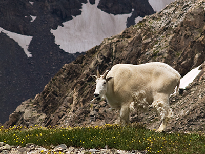 Mountain Goat in meadow Photograph