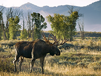 Moose in meadow photo